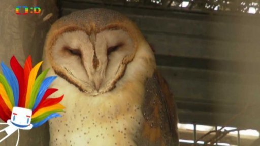 Čolci, mloci a ti druzí