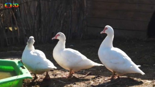 Pohádková zahrada se zvířátky