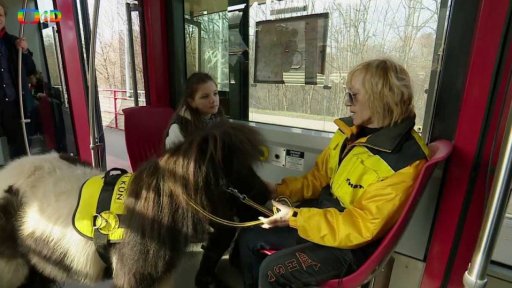 Příroda: Slepecký kůň