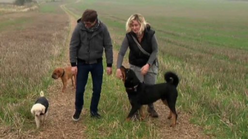 Planeťácká reportáž: Chcete psa?