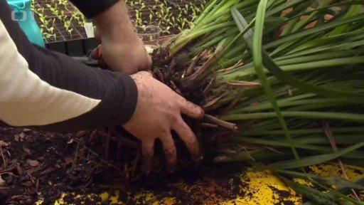 Dělení nádobových rostlin