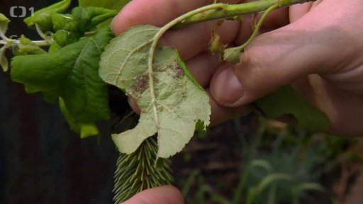 Jak na škůdce okrasných jehličnanů a rostlin