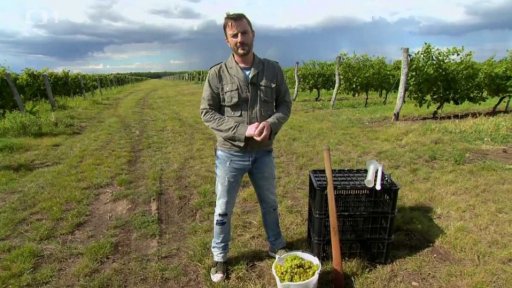 Výběr hroznů pro burčák