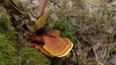 Reishi