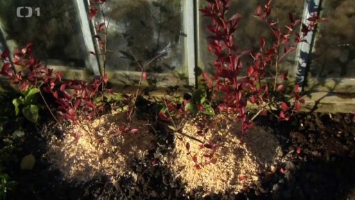 Poslední práce na zahradě