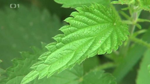 Zázračná kopřiva