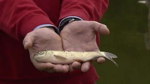 Amur bílý (Ctenopharyngodon idella)