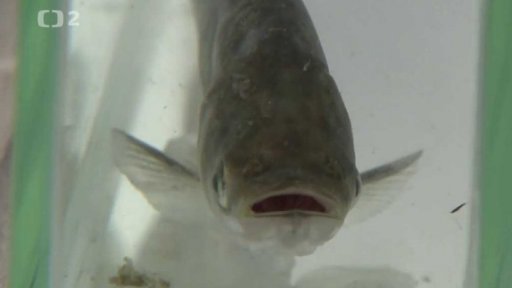 Tolstolobik bílý (Hypophthalmichthys molitrix) a tolstolobec pestrý (Hypophthalmichthys nobilis)