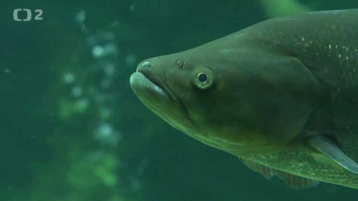 Žijí v našich vodách: Bolen dravý (Leuciscus aspius)