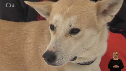 Kanaánský pes - odvěký beduín