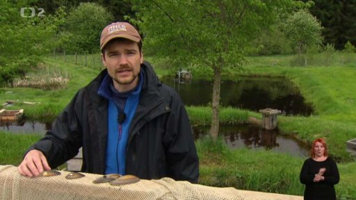 Velevrub malířský (Unio pictorum), Velevrub nadmutý (Unio tumidus) a Velevrub tupý (Unio crassus)