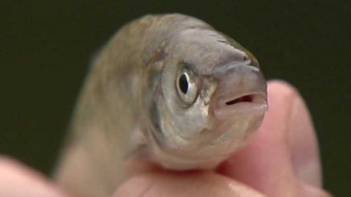 Ostroretka stěhovavá (Chondrostoma nasus)