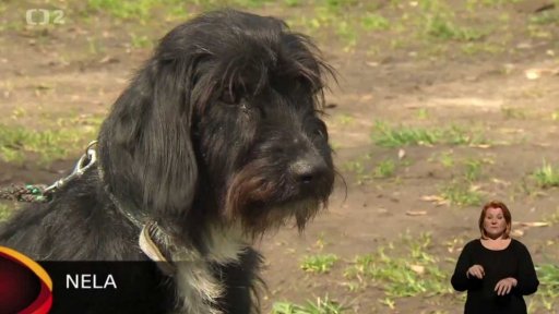 Nabídka psů a koček