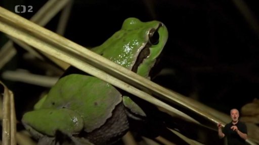 Obojživelník a plaz roku 2016: rosnička zelená a ještěrka zelená