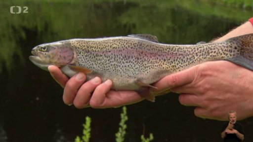 Pstruh duhový (Oncorhynchus mykiss)