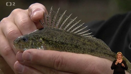 Ježdík obecný (Gymnocephalus cernua)