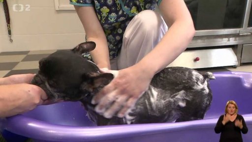 Bahenní koupele pro psy