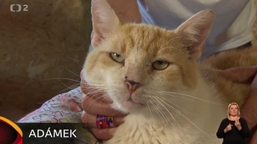 Nabídka psů a koček