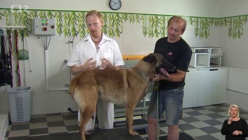 Belgický ovčák malinois