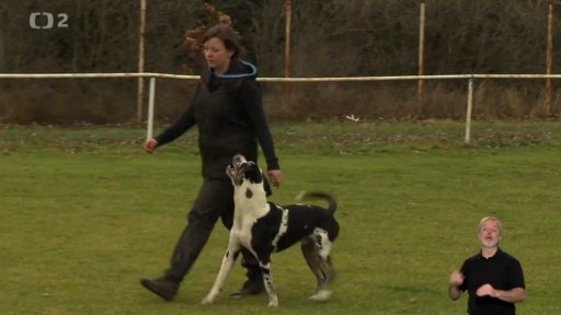 Louisianský leopardí pes