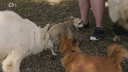 Kousavý Samuel: seznámení s koučem