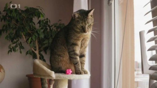 Agresivní Matýsek: seznámení s koučkou