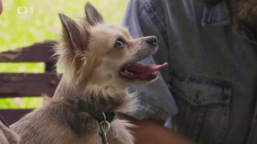 Kousavý Samuel: triky a rady