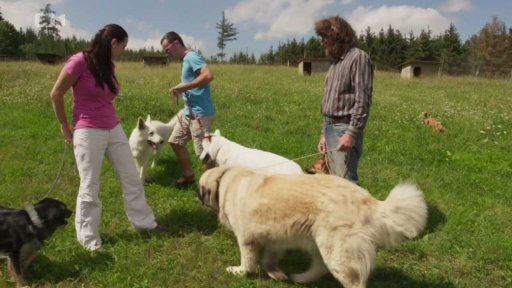 Útočný Koky: triky a rady