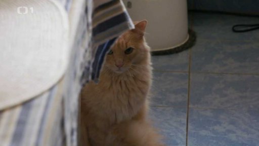 Protivná Jampie: triky a rady