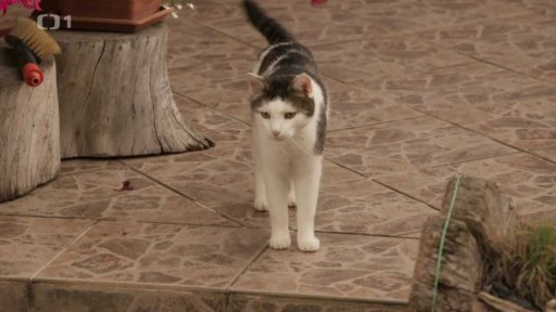 Značkující Wiky: v čem je problém?