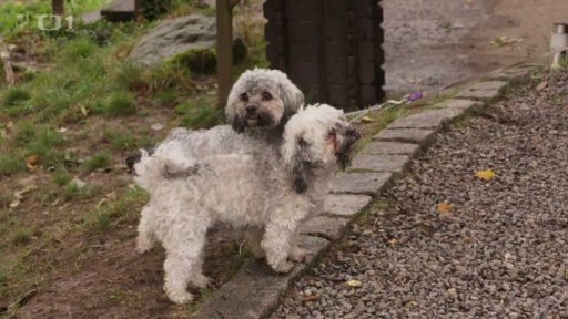 Rozmazlení Hugo a Mia: seznámení s koučem