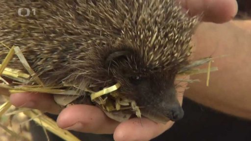 Ježkův návrat do přírody