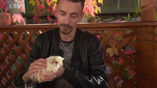 Dlouhosrstá morčata