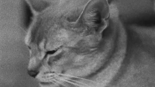 Hovory o lásce tři (r. Pavla Sobotová, 2014, 3 min.)