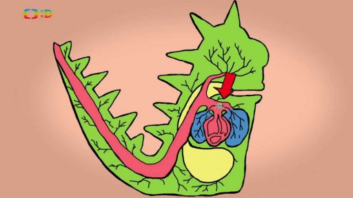 Srdce buší, srdce tepe!