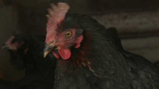 Nové ohnisko ptačí chřipky