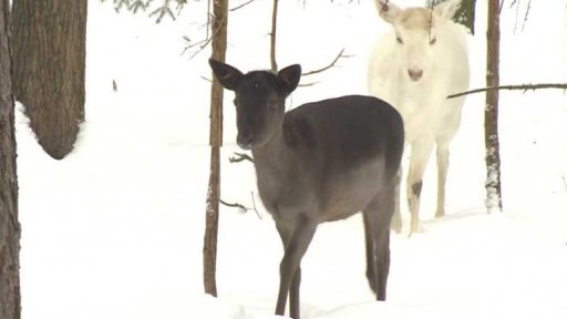 Myslivci pomáhají zvěři
