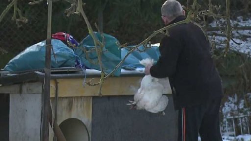 Nové ohnisko ptačí chřipky