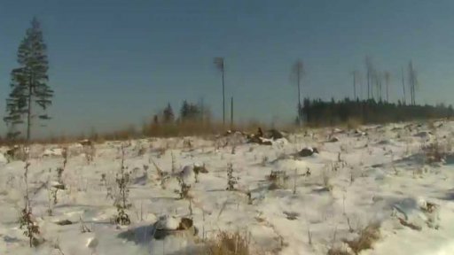 Kůrovcová kalamita pokračuje