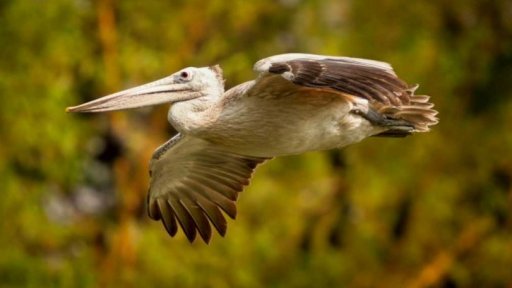 Oběť ptačí chřipky v Liberecké zoo