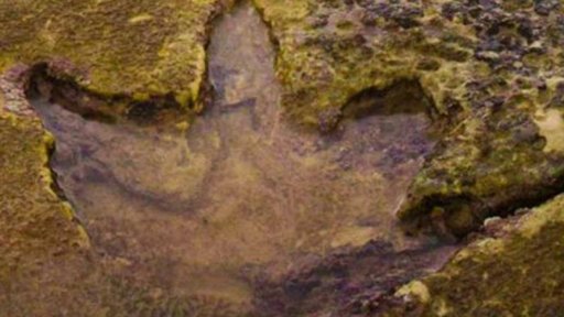Největší stopa dinosaura