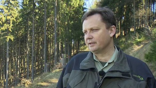 Boj proti kůrovci v českých lesích