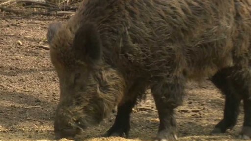 Radioaktivní divočáci na Šumavě