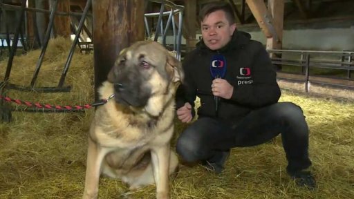 Psi jako ochrana před vlky