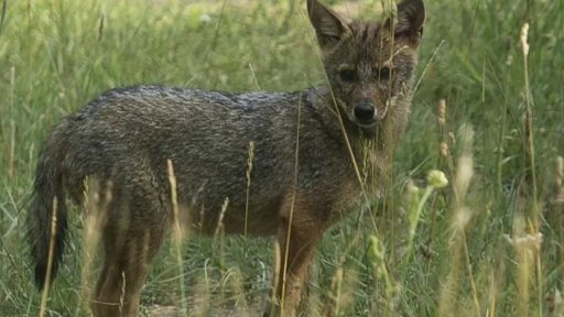 Šakali v rezervaci Milovice