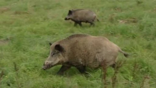 Nová opatření kvůli africkému moru