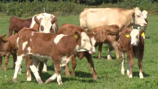 Menší stáda kvůli suchu a špatné úrodě