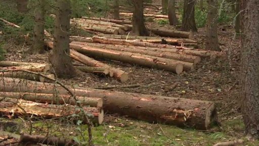Zákaz těžby dřeva