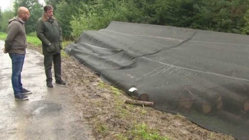 Zákaz těžby zdravého dřeva