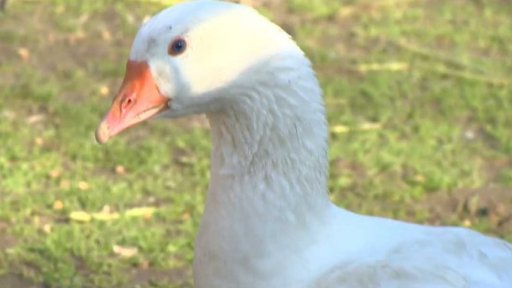 Varování před ptačí chřipkou